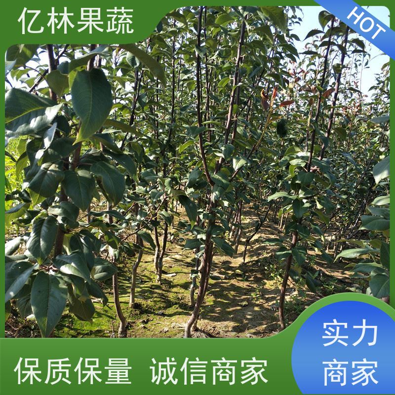 基地供应 冬桃苗 园林绿化果树苗 抗寒能力强 根系饱满成活率高