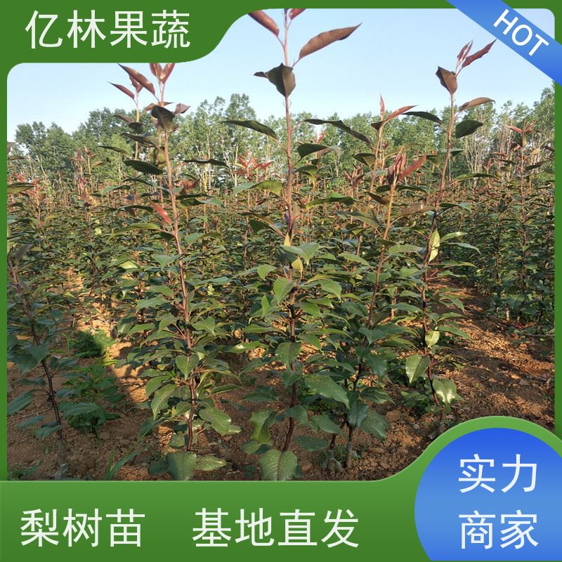 基地培育 油桃苗 新品种挑苗 香甜可口 根系饱满成活率高