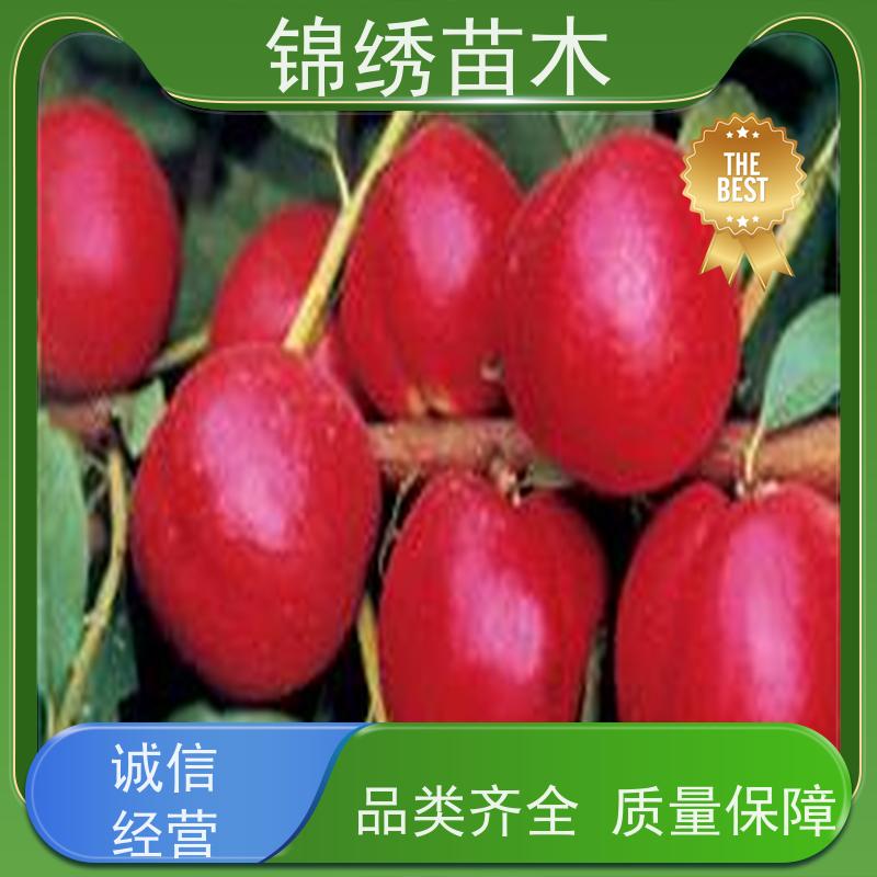 中蟠系列桃树苗 黄金蜜4-5-6号桃树批发 2年生嫁接桃苗南方北方种植