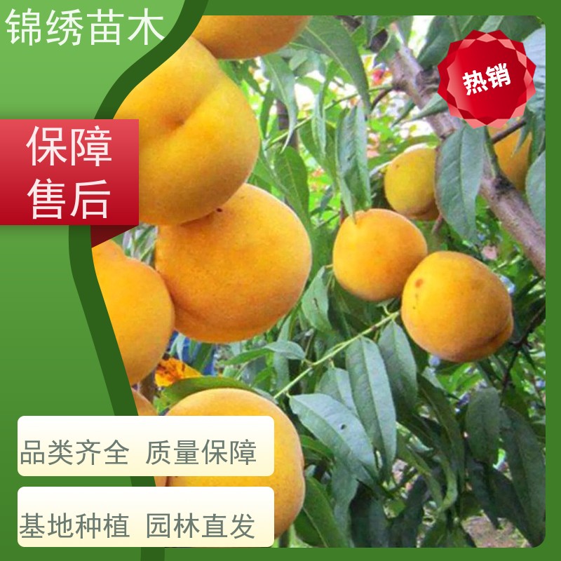 锦绣黄桃苗 优质优选中油系 桃树苗原产地直发 新品种桃子苗种植基地