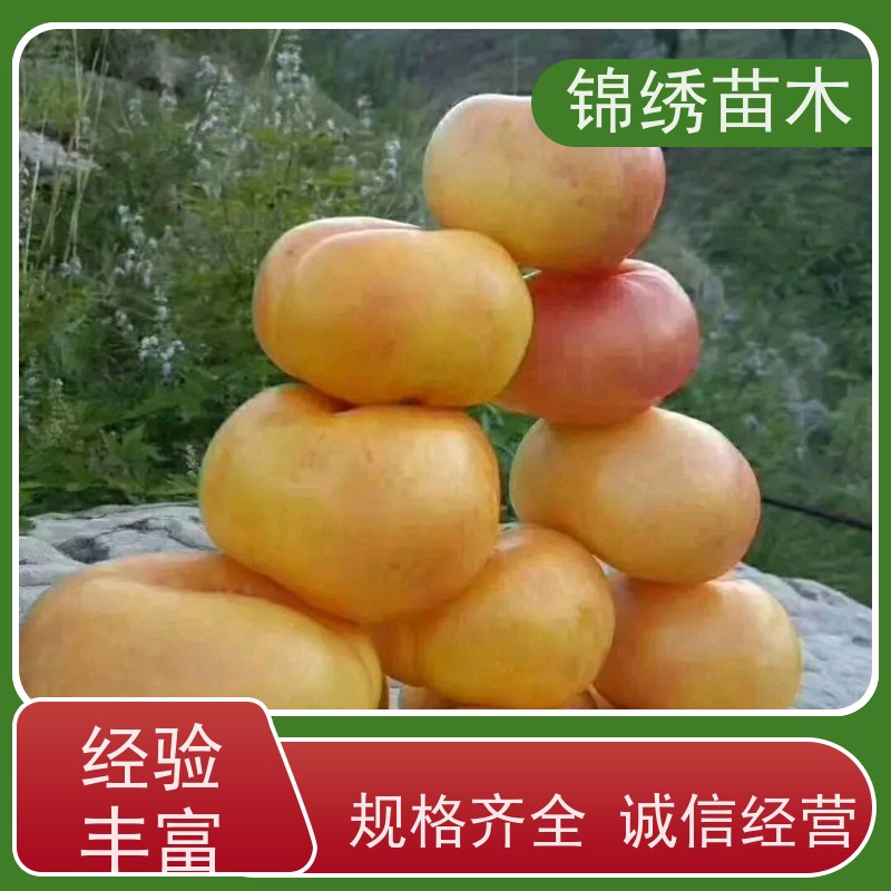 黄桃树苗基地 高度1-2.3米以上通货 种植第二年结果 黄蟠桃黄油桃