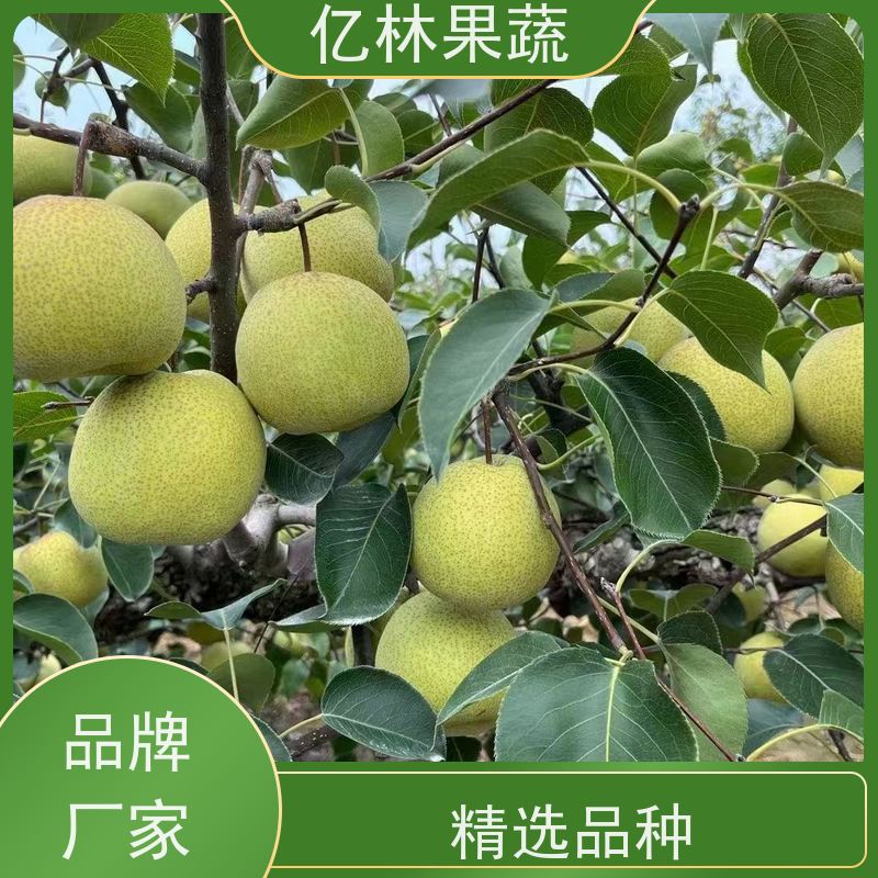 基地供应 油桃苗 园林绿化果树苗 抗寒能力强 根系饱满成活率高