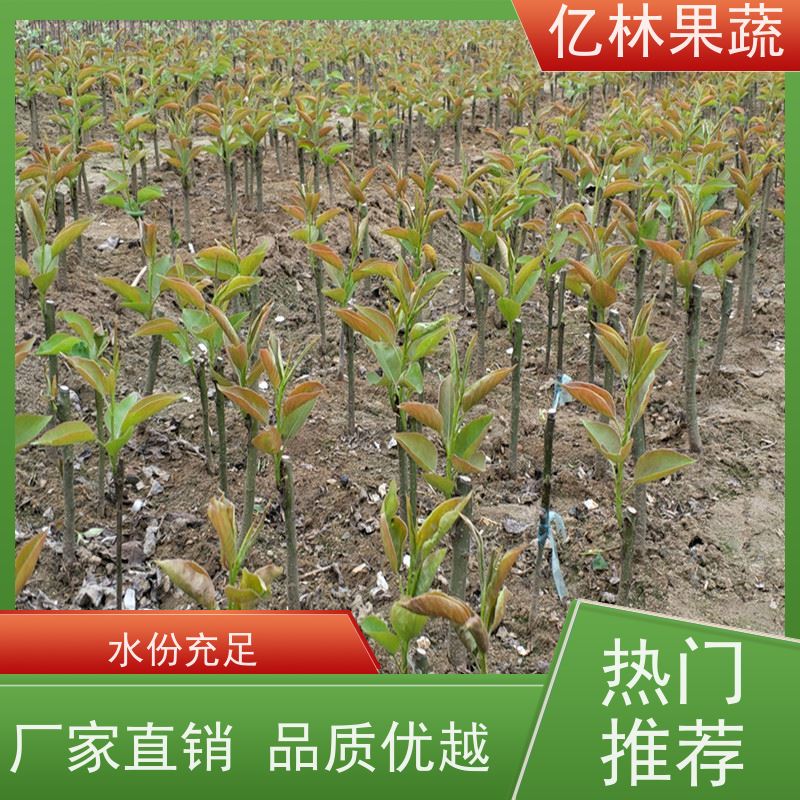 基地供应 根系饱满成活率高 新品种梨苗 香甜可口 丰水梨树苗