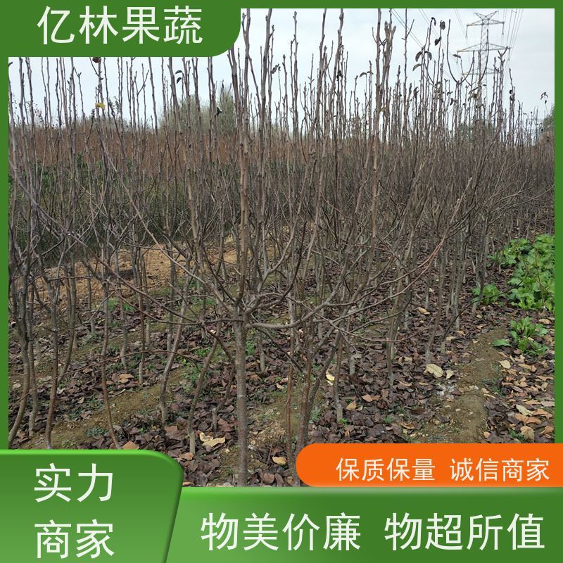 亿林苗木 基地直发 南北方种植 香酥梨果树 八盘梨树苗