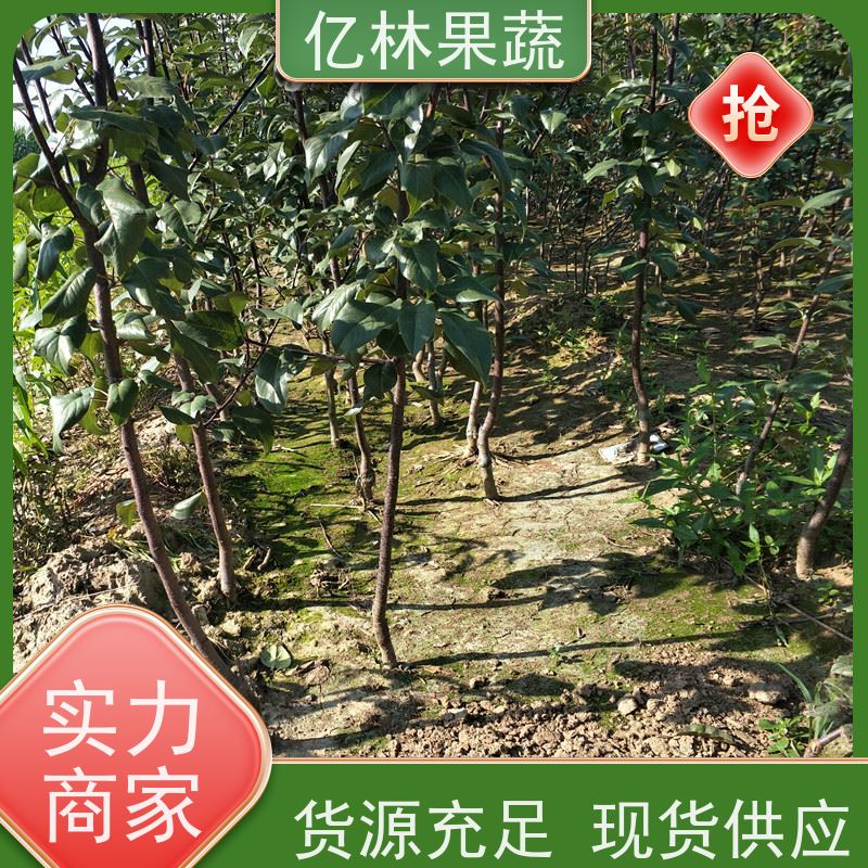 亿林苗木 圆黄梨树苗 基地直发 嫁接技术指导 抗寒能力强