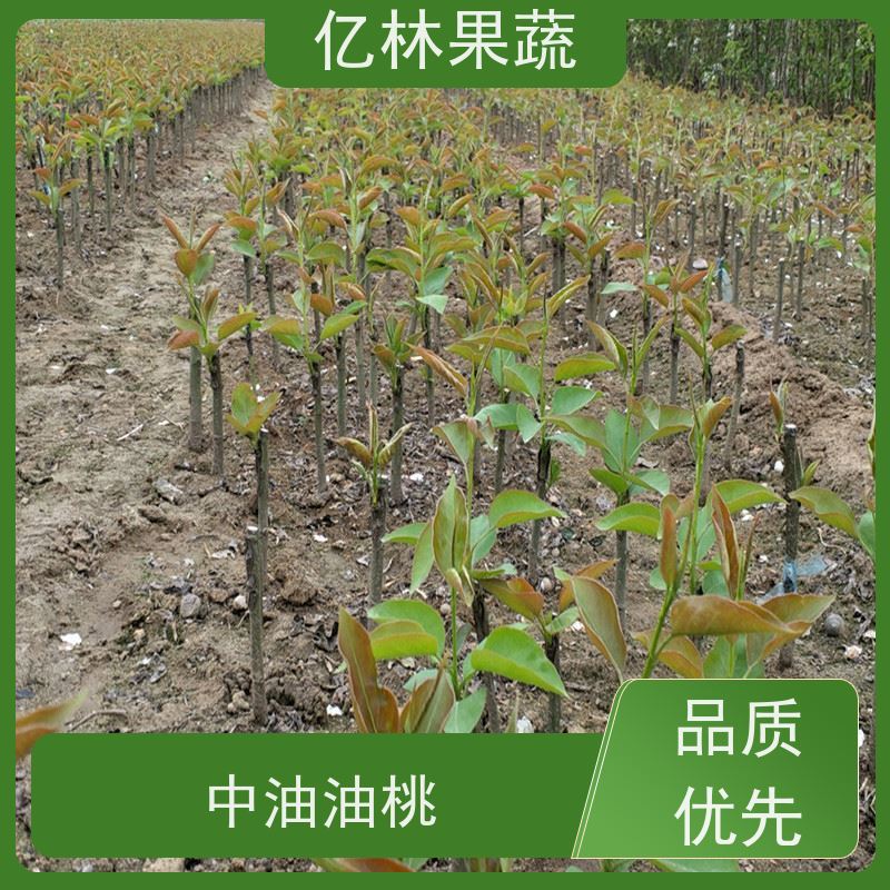 基地供应 红早酥梨树苗 根系饱满成活率高 三公分现挖现发 品种齐全