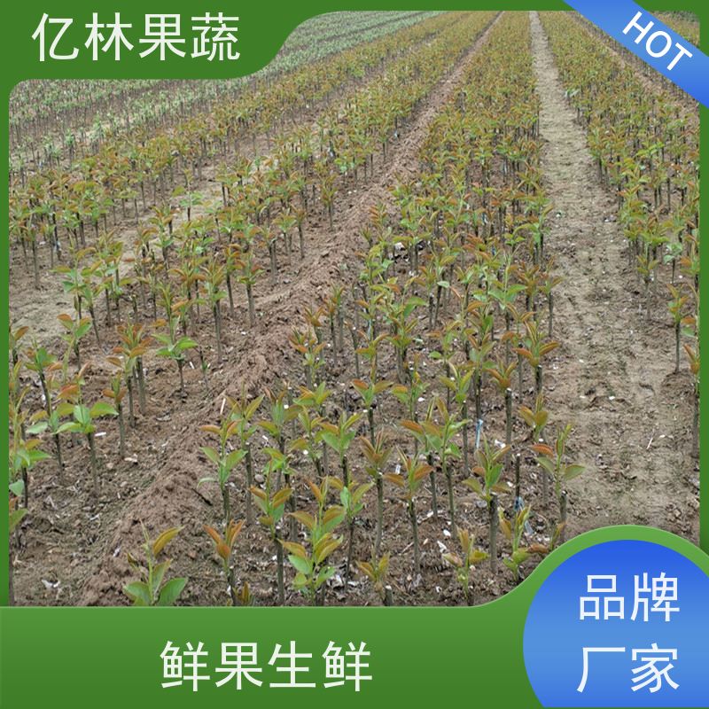 基地供应 奥红梨树苗 果实饱满味道好 黄尊蜜梨 口感香甜