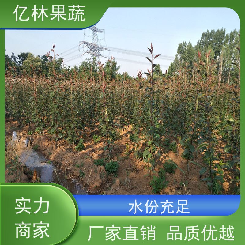 基地供应 冬桃苗 嫁接技术指导 抗寒能力强 成活率高