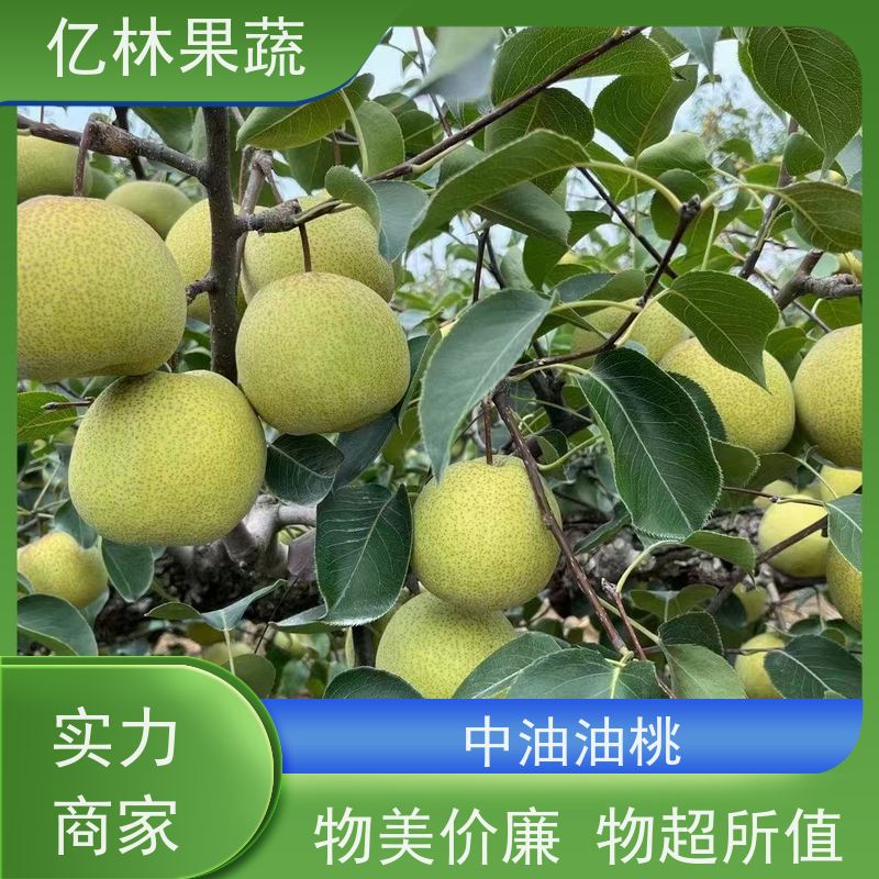 亿林苗木 玉露香梨树苗 成活率高 嫁接技术指导 抗寒能力强
