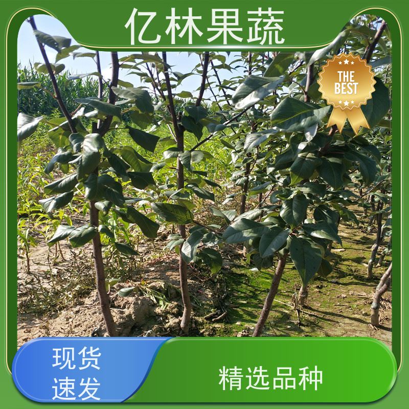 基地供应 丰水梨树苗 果实饱满味道好 盆栽地栽庭院红香酥梨苗
