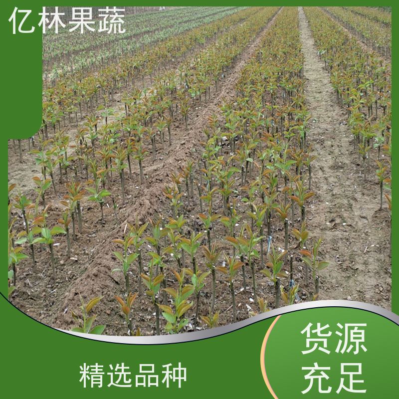 亿林苗木 玉露香梨树苗 成活率高 特产果树梨幼苗