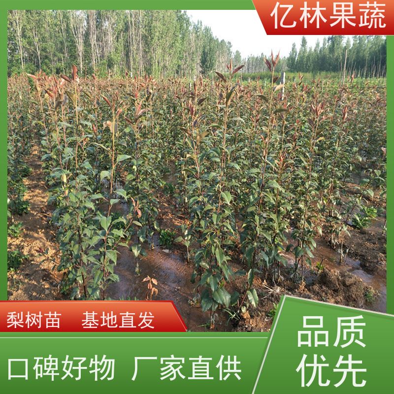 亿林苗木 果实饱满味道好 南北方种植 香酥梨果树 八盘梨树苗