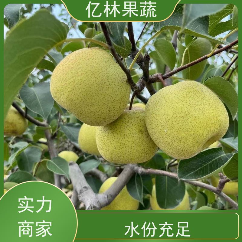 亿林苗木 园林嫁接桃苗 新品种挑苗 香甜可口 果实饱满味道好