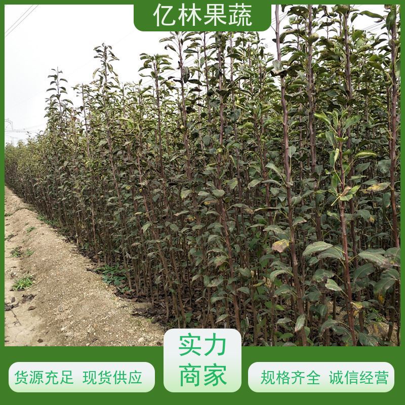 亿林苗木 桃树苗 新品种挑苗 香甜可口 基地直发