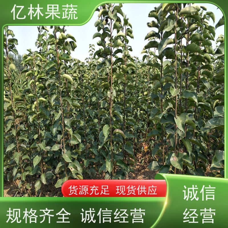 亿林苗木 水晶梨树苗 基地直发 黄尊蜜梨 口感香甜