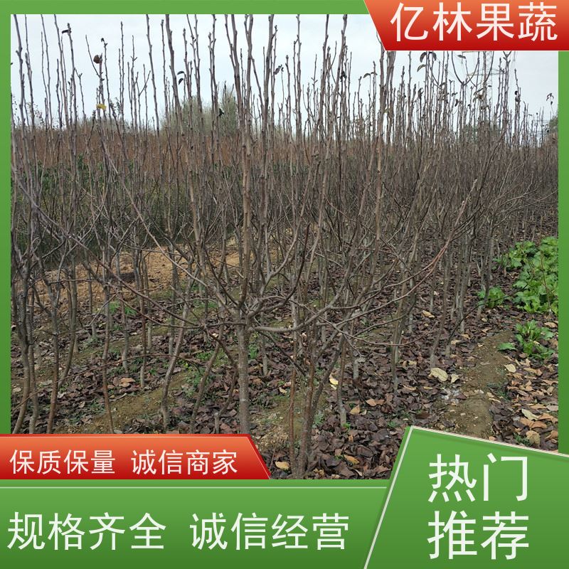 亿林苗木 秋彤桃 三公分现挖现发 品种齐全 易栽培桃树苗