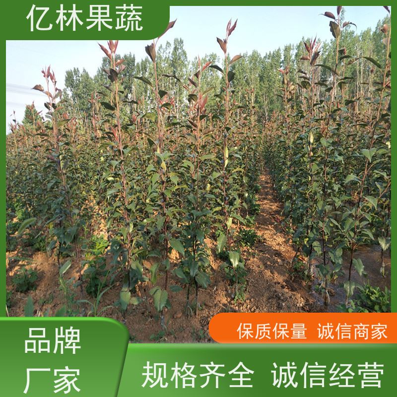 基地供应 绿宝石梨树苗 果实饱满味道好 晚熟品种梨 口感脆甜