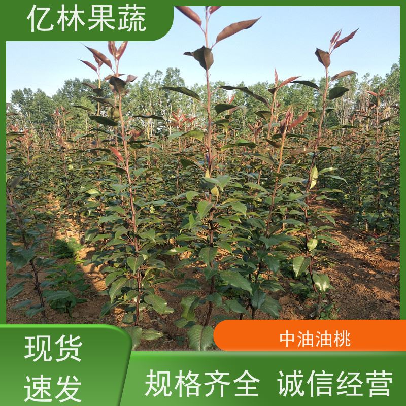 亿林苗木 根系饱满成活率高 新品种梨苗 香甜可口 八盘梨树苗