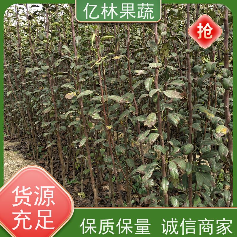 基地供应 果实饱满味道好 新农酥梨 现挖现发 嫁接梨树苗