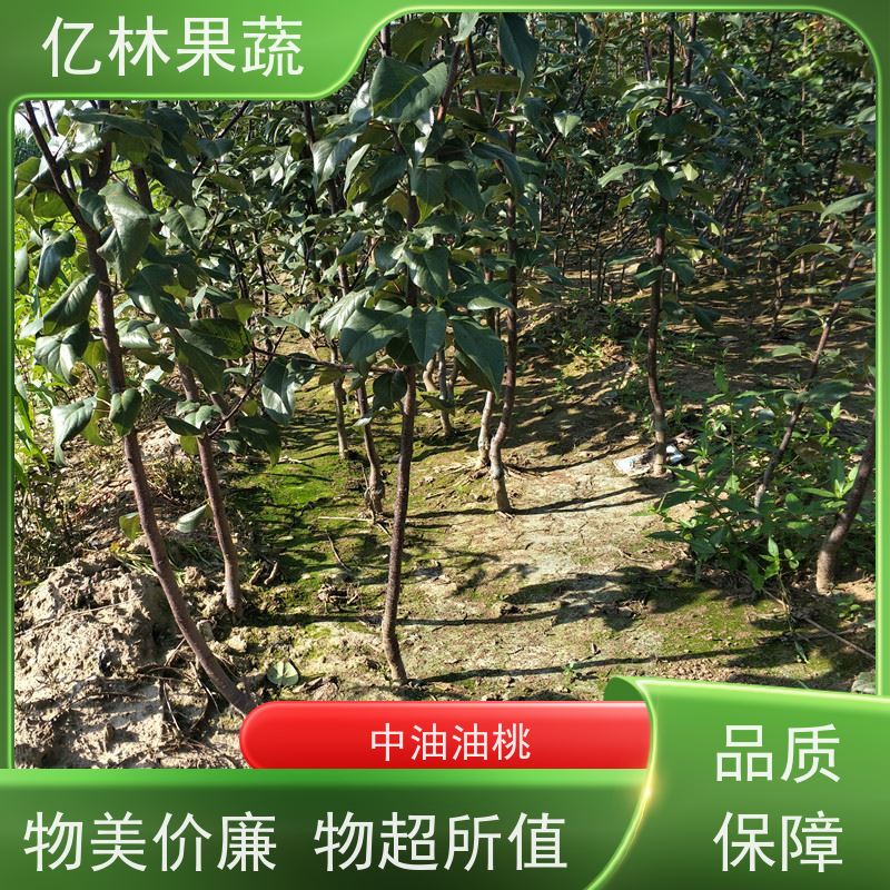 亿林苗木 成活率高 三公分现挖现发 品种齐全 水晶梨树苗