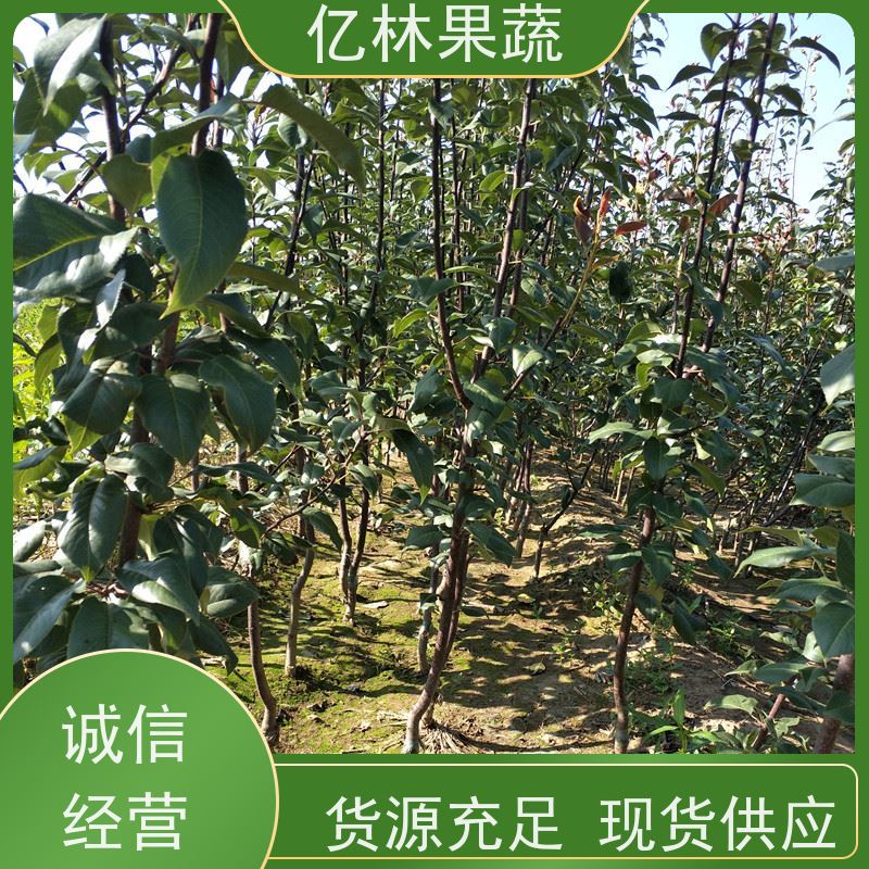 亿林苗木 早酥红梨苗 基地培育 梨树苗种植技术