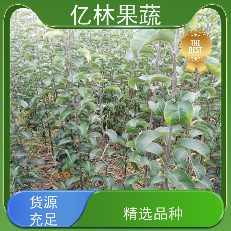基地供应 成活率高 梨树果苗批发 自家园林 金二十世纪树苗