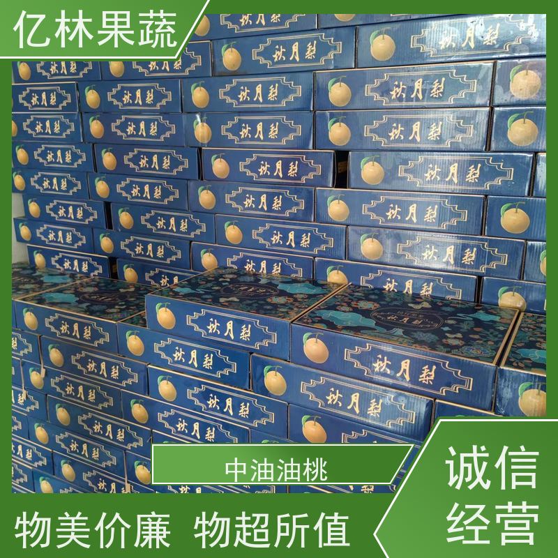 基地培育 油桃苗 嫁接技术指导 抗寒能力强 果实饱满味道好
