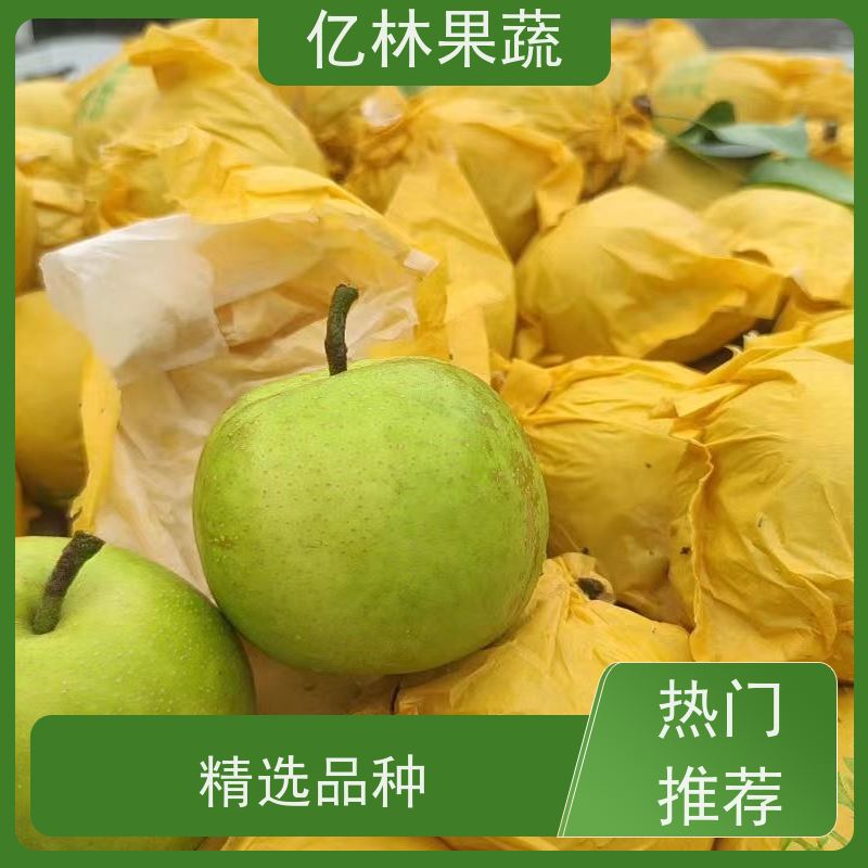 基地供应 果实饱满味道好 黄尊蜜梨 口感香甜 金二十世纪树苗