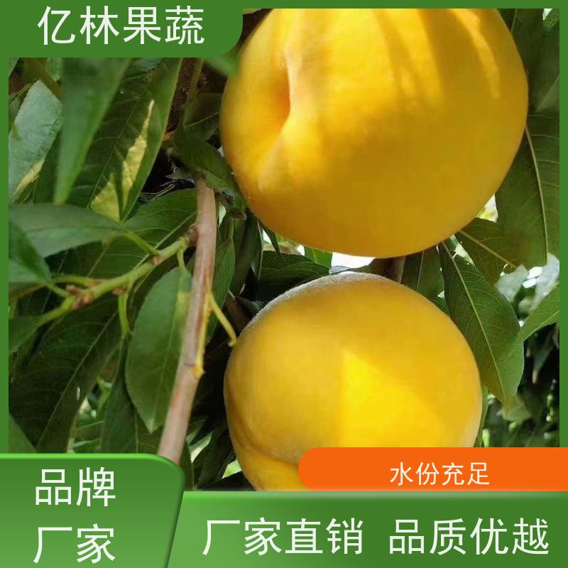 亿林苗木 黄桃苗 园林绿化果树苗 抗寒能力强 基地直发