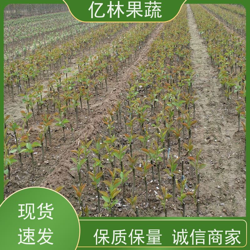 亿林苗木 红香酥梨树苗 成活率高 嫁接技术指导 抗寒能力强