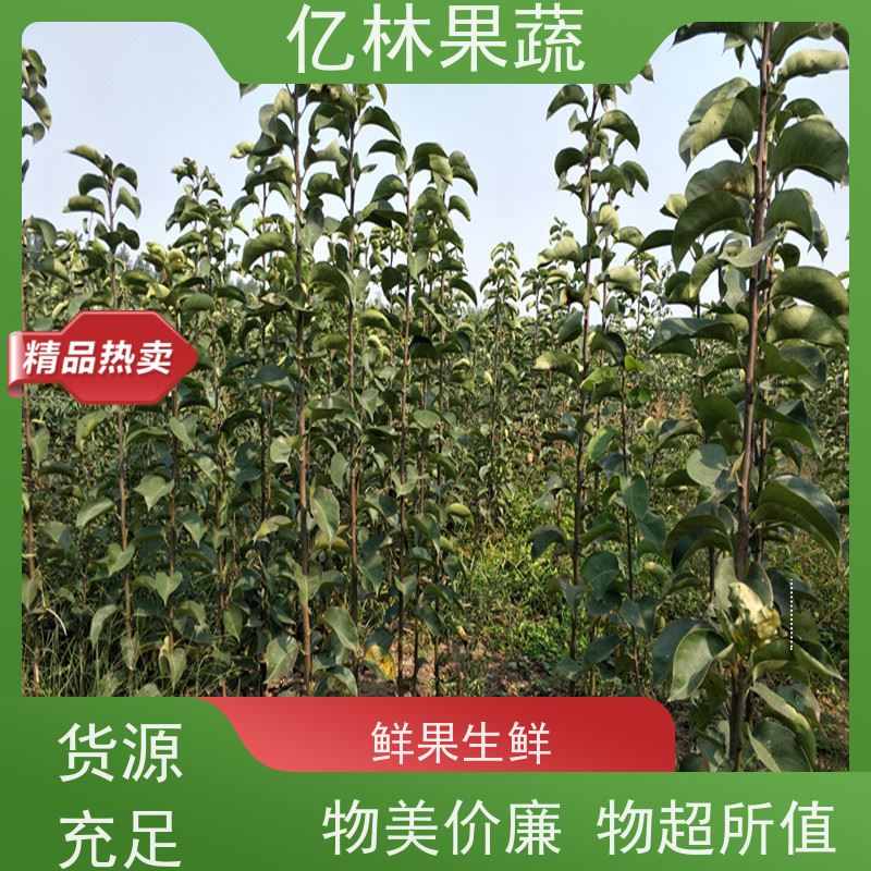 亿林苗木 黄冠梨树苗 基地培育 特产果树梨幼苗