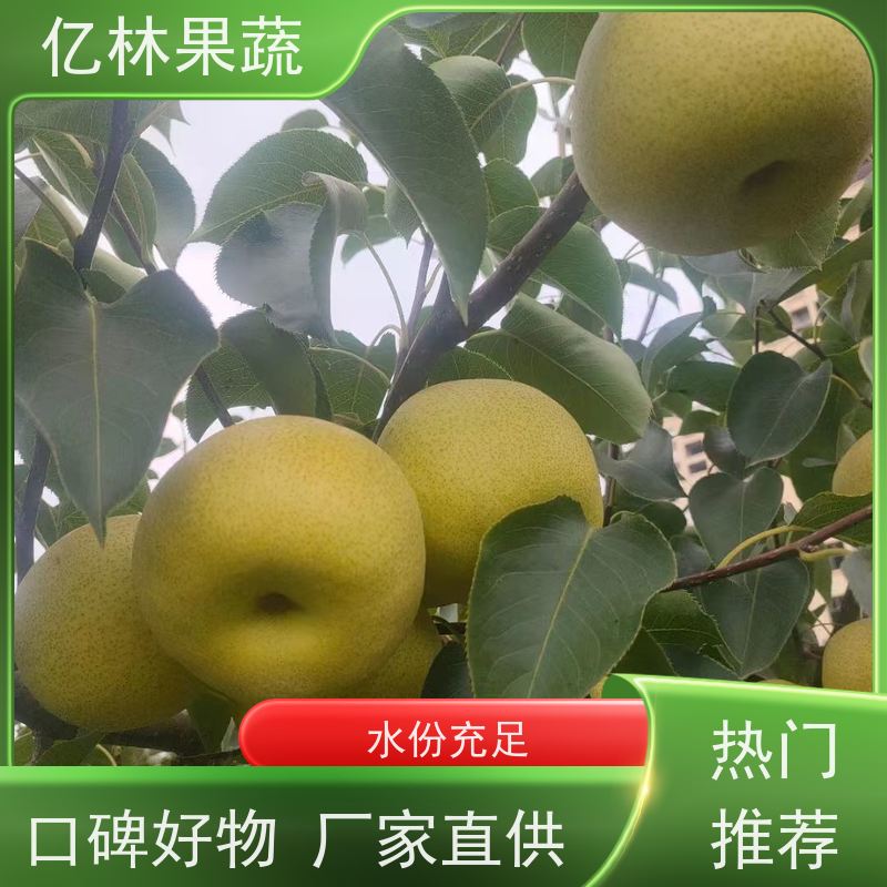 亿林苗木 嫁接梨树苗 基地培育 新农酥梨 现挖现发