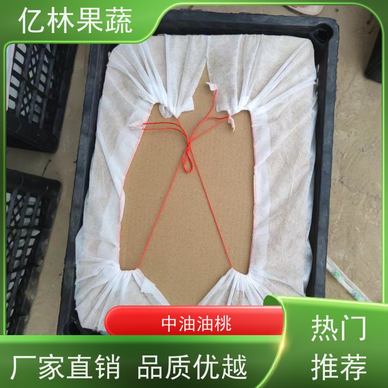 亿林苗木 成活率高 嫁接技术指导 抗寒能力强 金二十世纪树苗