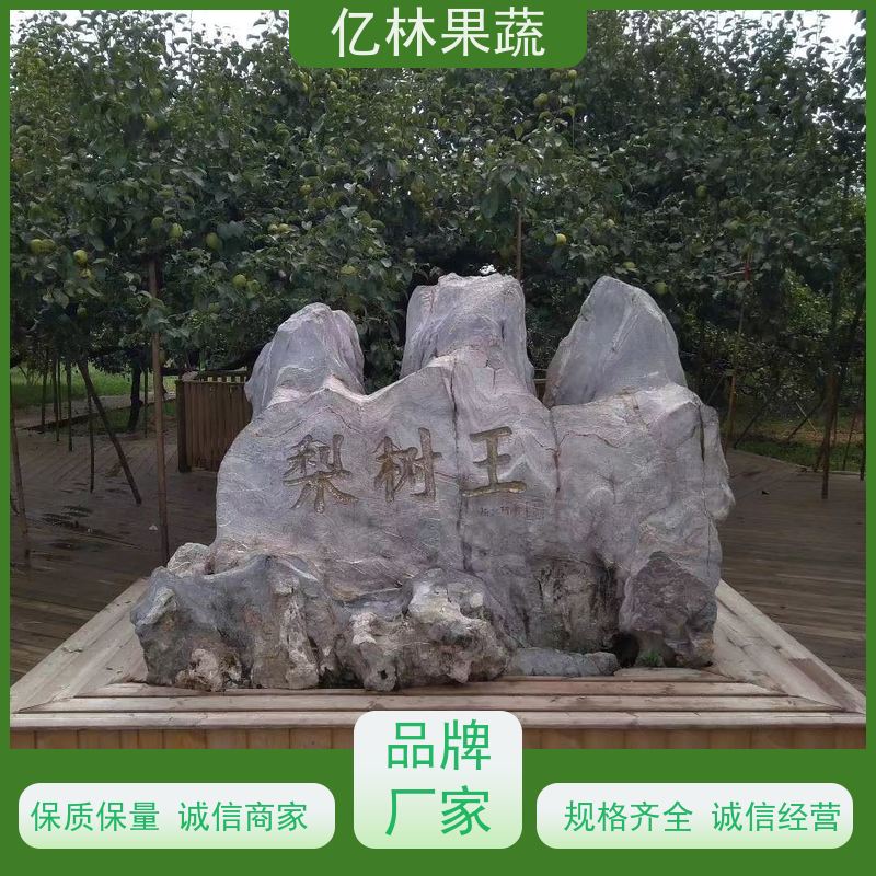 亿林苗木 黄桃苗 桃树果苗批发 自家园林 成活率高