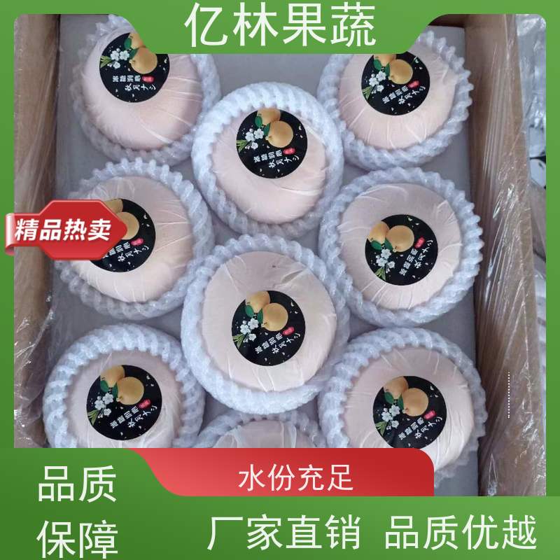基地供应 根系饱满成活率高 新品种梨苗 香甜可口 黄金梨树苗