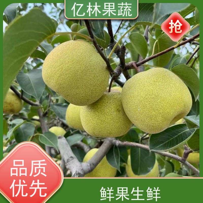 基地供应 中秋红梨树苗 成活率高 嫁接技术指导 抗寒能力强