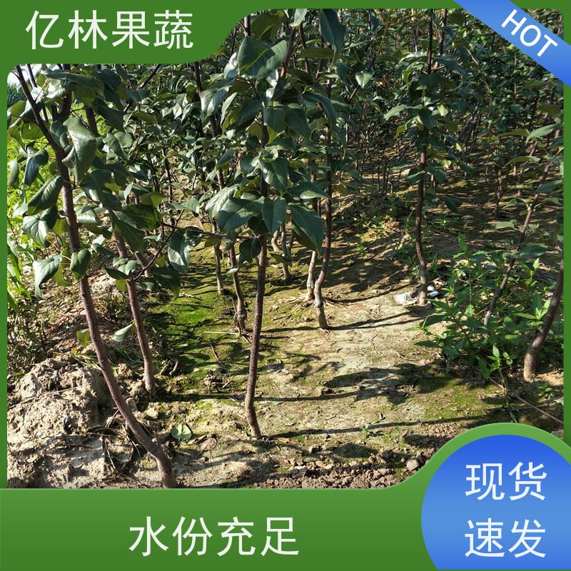 亿林苗木 果实饱满味道好 南北方种植 香酥梨果树 早酥红梨苗