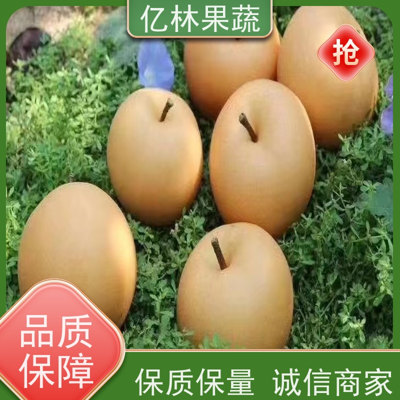 基地供应 中梨系列梨树苗 成活率高 三公分现挖现发 品种齐全