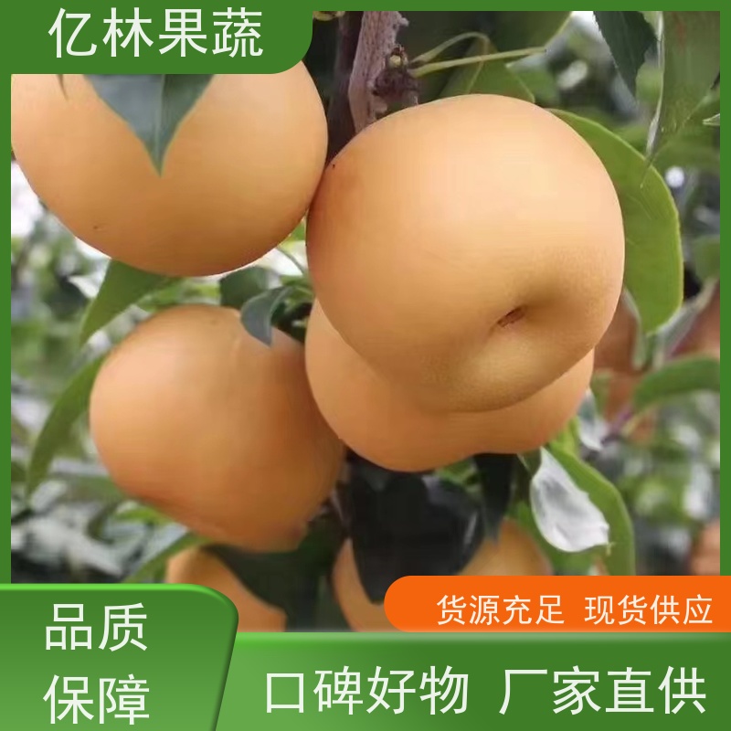 基地供应 成活率高 南北方种植 香酥梨果树 黄金梨树苗