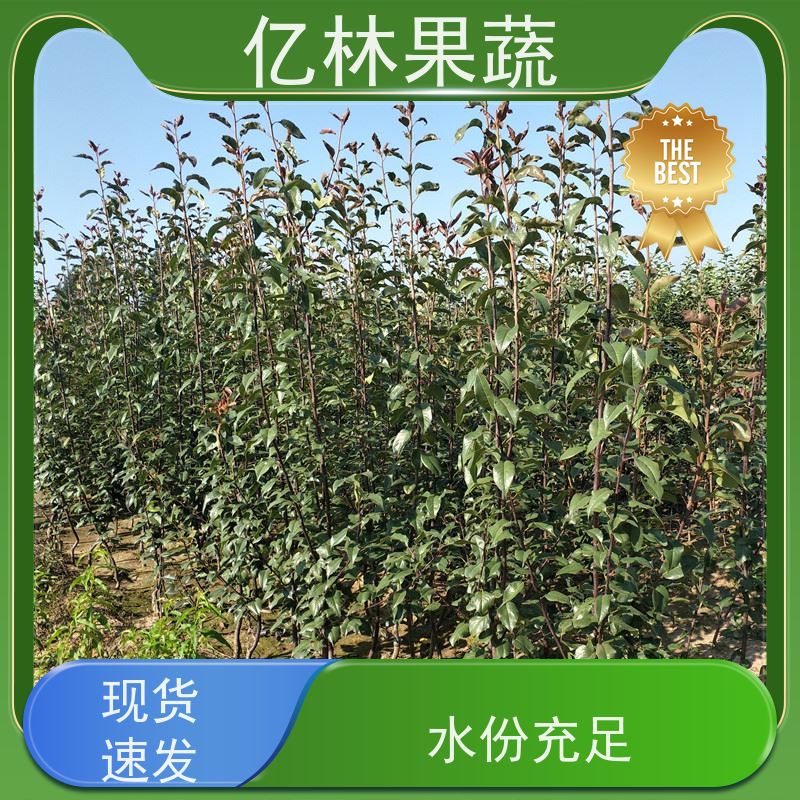 亿林苗木 黄桃苗 三公分现挖现发 品种齐全 易栽培桃树苗