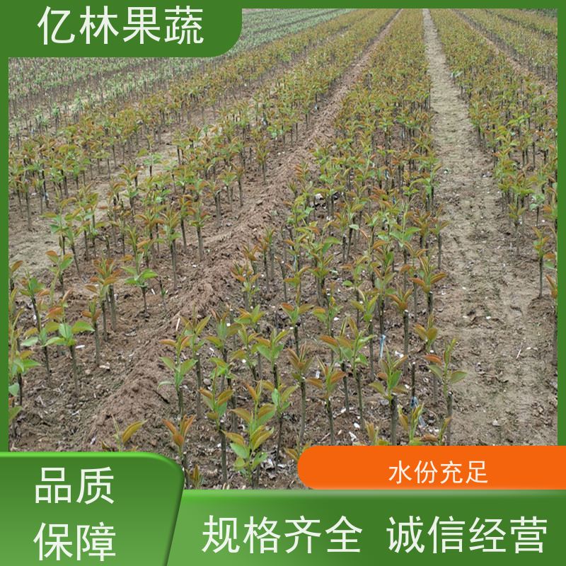 亿林苗木 嫁接梨树苗 成活率高 新品种梨苗 香甜可口