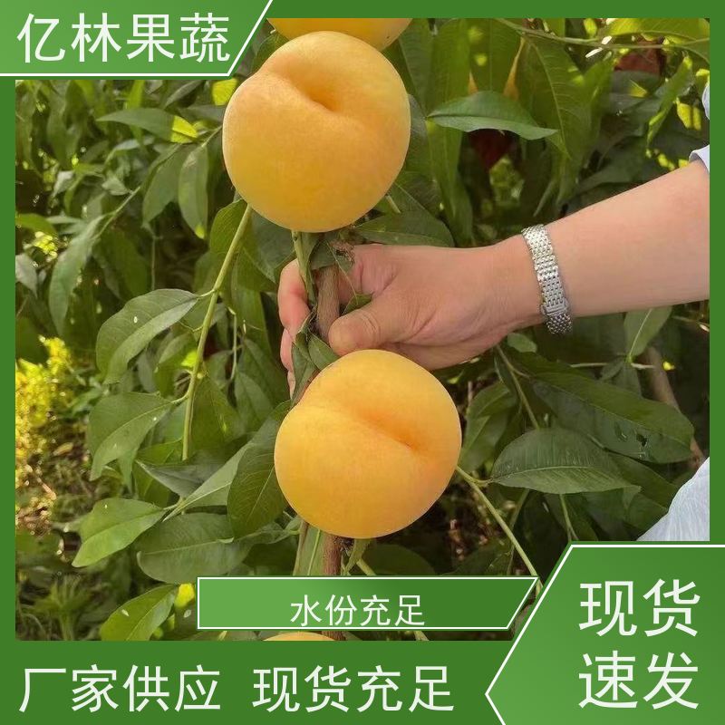 基地供应 秋彤桃 现挖现发 口感香甜 根系饱满成活率高