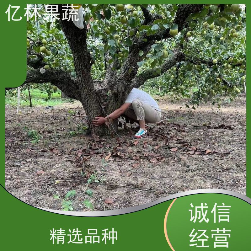 基地供应 果实饱满味道好 新品种梨苗 香甜可口 红早酥梨树苗