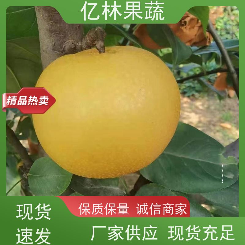 亿林苗木 中秋红梨树苗 成活率高 嫁接技术指导 抗寒能力强