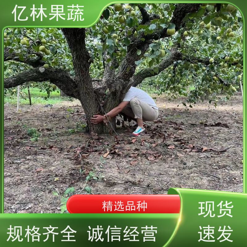 基地供应 根系饱满成活率高 晚熟品种梨 口感脆甜 奥红梨树苗