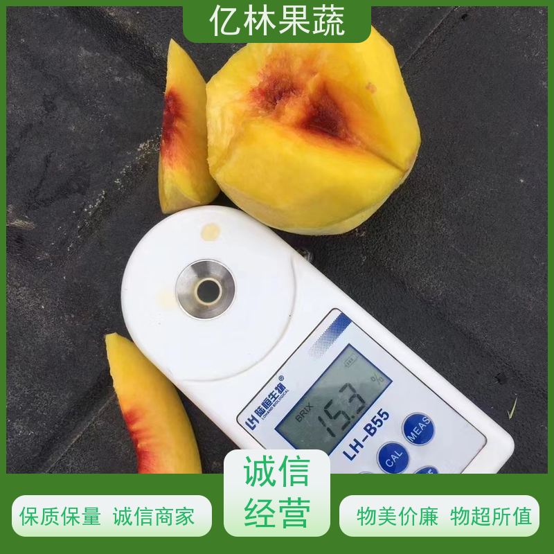 基地培育 黄桃苗 新品种挑苗 香甜可口 根系饱满成活率高