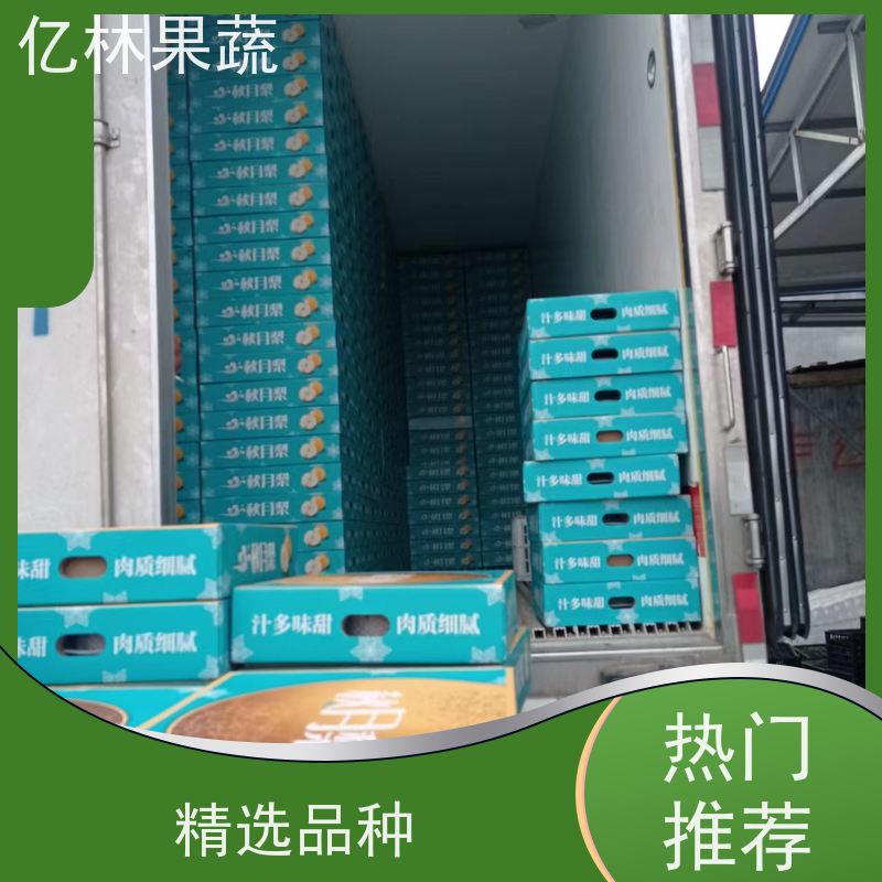 亿林苗木 黄冠梨树苗 根系饱满成活率高 嫁接技术指导 抗寒能力强