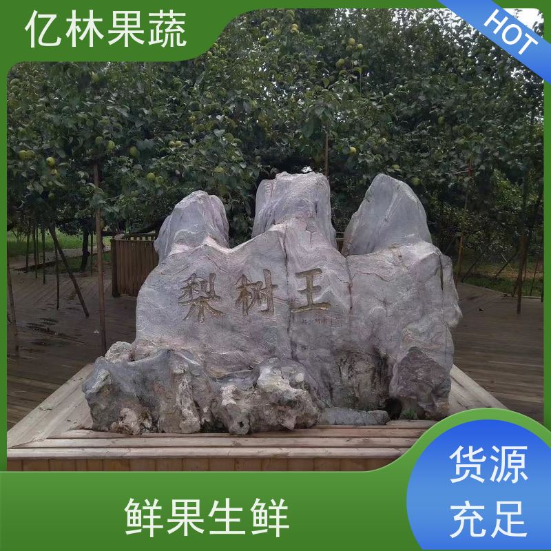 亿林苗木 基地直发 晚熟品种梨 口感脆甜 红巴梨树苗