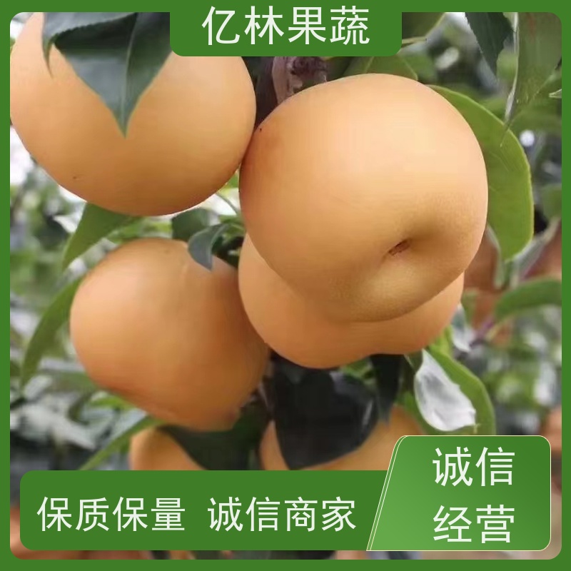 亿林苗木 水晶梨树苗 果实饱满味道好 南北方种植 香酥梨果树