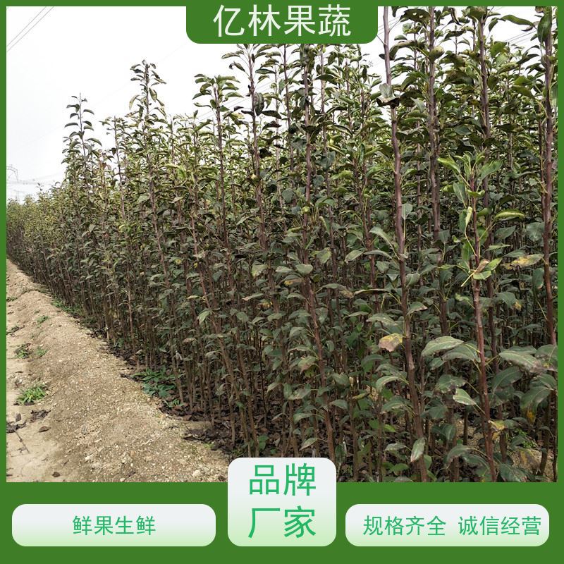 基地培育 桃树苗 现挖现发新鲜 粗两公分 成活率高